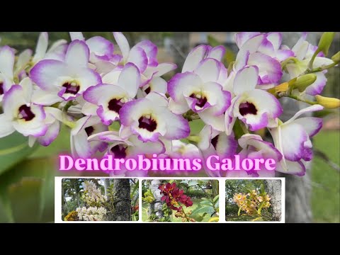 Orchid Garden Update, New Project Reveal & LOTS of dendrobium blooms 💜🤩