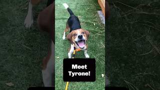Video preview image #1 Beagle Puppy For Sale in Kennesaw, GA, USA