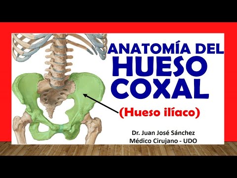 🥇 COXAL BONE - ILIACO BONE, Anatomy. Easy and simple