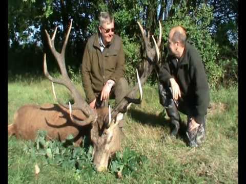 Rudel am Brunftplatz Mitte Wald!