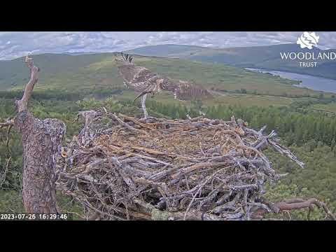 Another milestone achieved as Ludo the Loch Arkaig Osprey chick flies with fish 26 Jul 2023