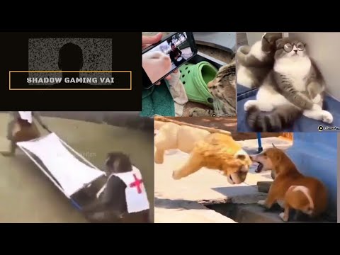 Amazing funny video😂😂😍 #best #funny #tiktok #ff #cat #YouTube #laughing