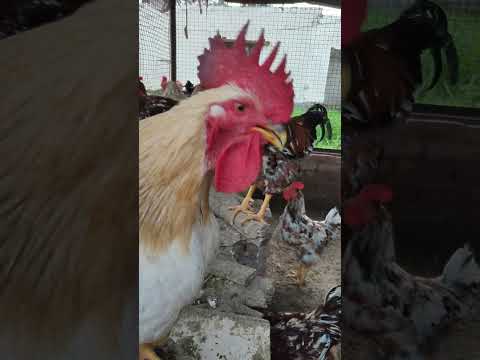 Hen sound 😍😍👍👍👍👍👍👍🐔🐓🐓🐓🐔🐓🐔 please wait in the end #shorts #hens #rooster #subscribe ⬇️