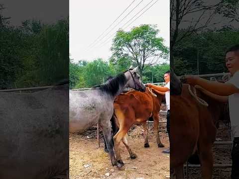 Be who you want to be strong enough #shorts #horse #meeting #viral #video #short