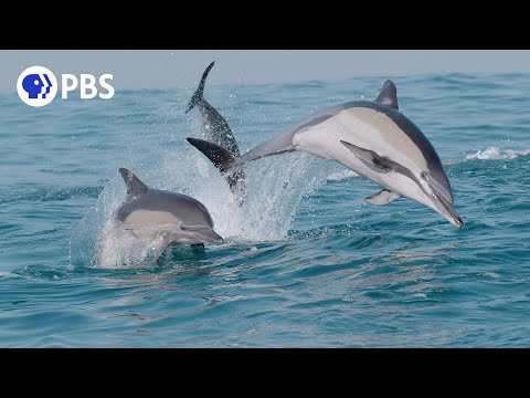 How Dolphins Lead the Feast