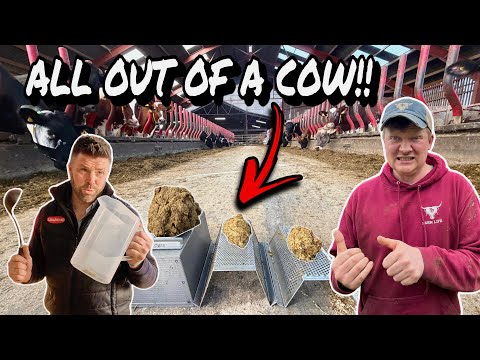 A HORRIBLE JOB!!!... WHAT'S IN COW POO!?