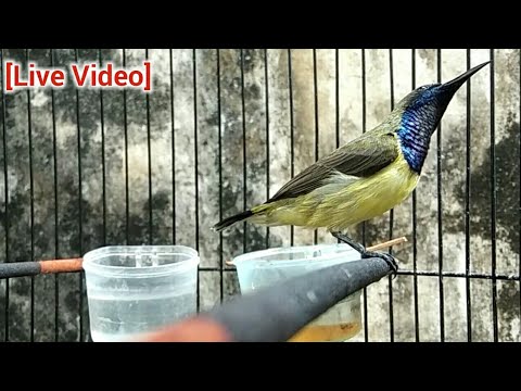 Ontong Novyj Trend Smotret Onlajn Na Sajte Trendovi Ru