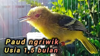 Download lagu Sirtu ngriwik paud usia 1,5 bulan jantan memancing sirtu anakan agar cepat ngeriwik mp3