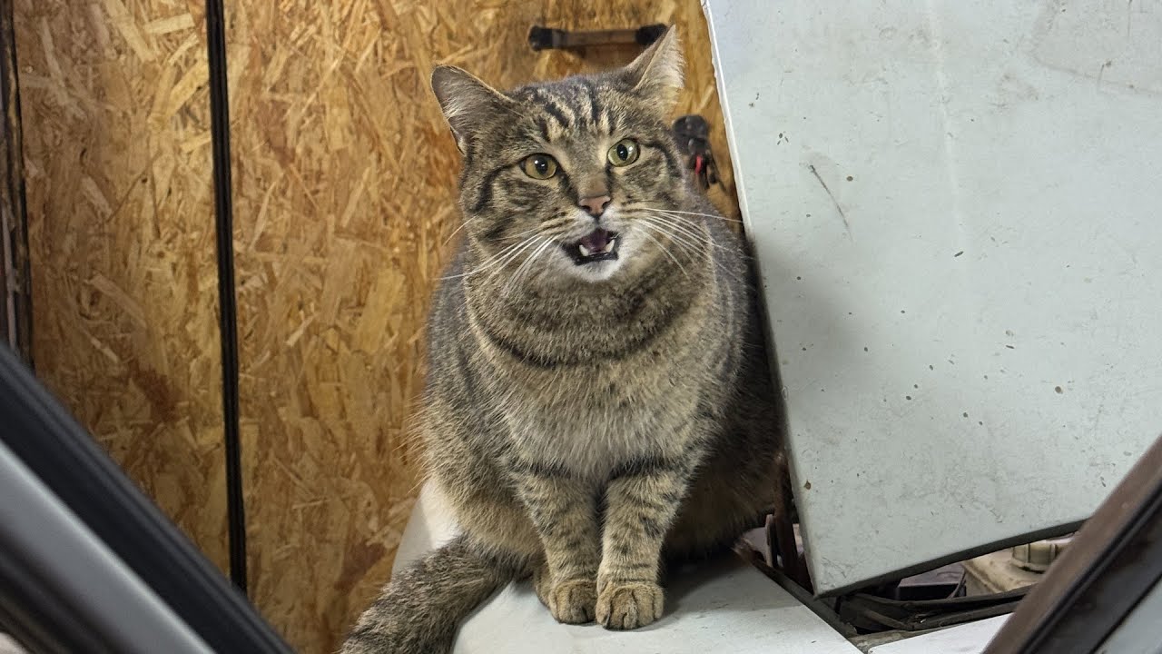 разговорный