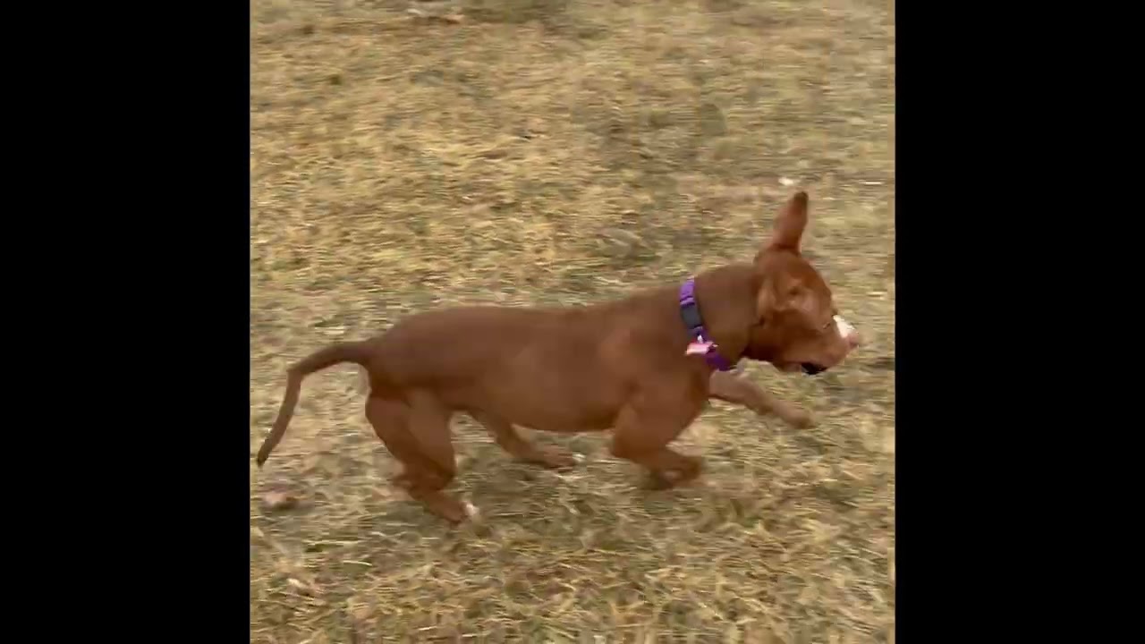 Carta, a Adoptable Mixed Breed in Wheeling, IL video 6/6