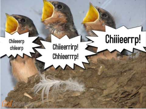 Ashraff And Wonders Of The Animals