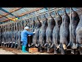 How Millions Black Pigs Farming In China Farm Meat Processing In Factory Black Pig Farm Technology