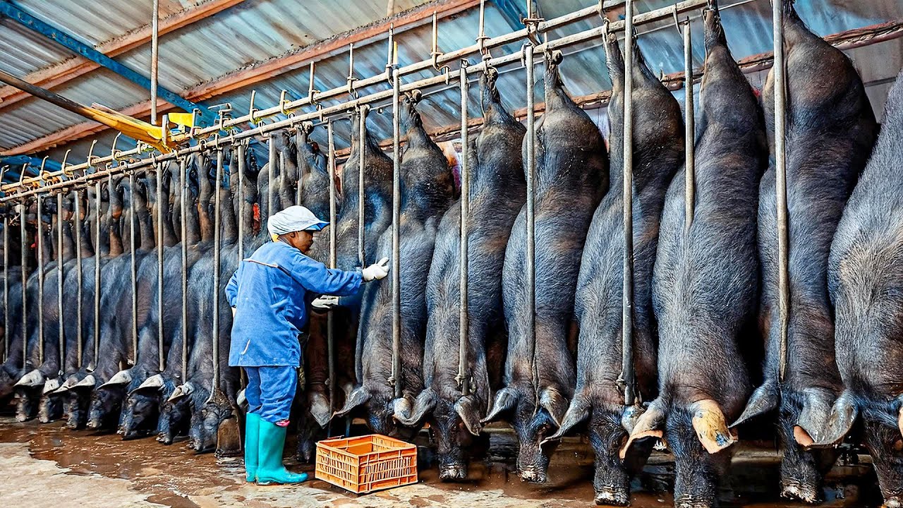 How Millions Black Pigs Farming in China Farm,Meat Processing in Factory - Black Pig Farm Technology
