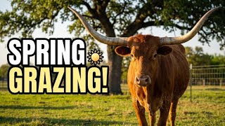 Spring Has Arrived on Our Texas Farm | Cows Grazing on Fresh Green Grass | Peaceful Afternoon Sounds