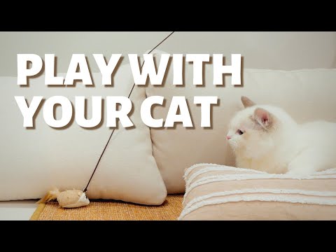 How to Play with Cats to Bond with them | The Correct Way to Play With Your Cat