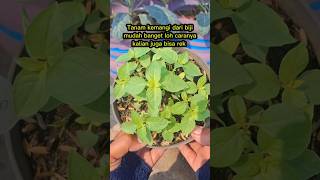 Download lagu Tanam kemangi dari biji ,mudah banget caranya #berkebun #kebunatap #gardening #rooftopgarden mp3