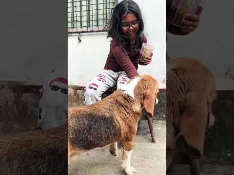 Notun member er naam dewa holo Copper. #pets #doglover #beagle #funnyvideo #funnydogs #dogs
