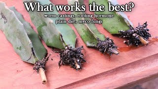 Is Rooting Hormone the Best Option for Rooting Dragon Fruit Cuttings