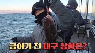 금어기 전, 대구 낚시 상황은 이렇습니다🐟 | 너울 바람 역시 동해는 달라 | 대진항 승리호 🛥️