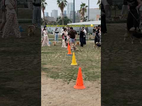 Ever been to a corgi party? Try spotting Kimmy — he’s the funniest 🤣 #dog