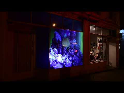 Tree of Life by Sonny O'Brien