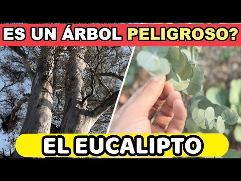 EUCALYPTUS: Dangerous or Miraculous Tree? Discover the Truth!