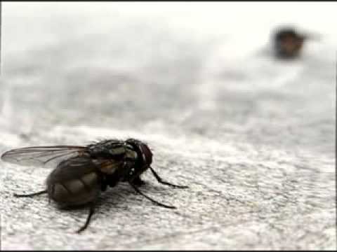 La mosca y la araña 2013