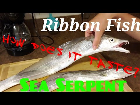 download lagu mp3 mp4 Hairtail Fish Taste, download lagu Hairtail Fish Taste gratis, unduh video klip Hairtail Fish Taste