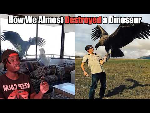 Why We Owe a Vulture on Steroids an Apology