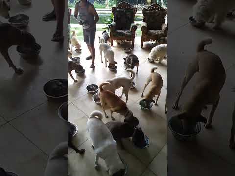 Yam yam 😋🍽️🐶#doglover #animals #dogs #pets