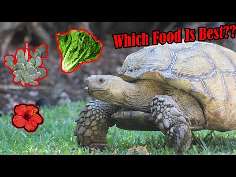 What to Feed Sulcata Tortoises