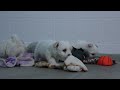 Maltese dogs for sale: ANGIE - Video 1