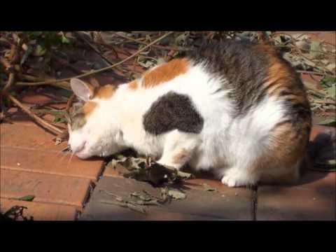 cats like kiwi leaves