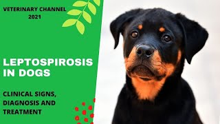Zoonotic Disease: Clinical Signs, Diagnosis And Treatment Of Leptospirosis In Dogs