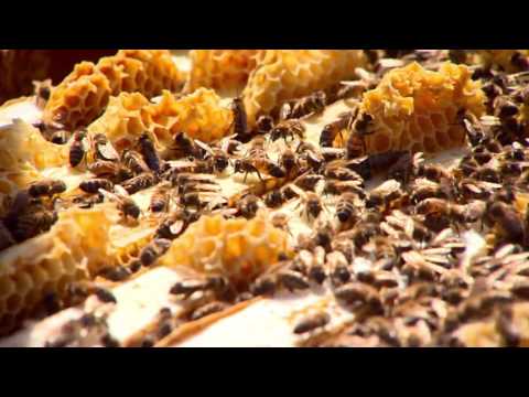 Al Jazeera Svijet 02.04. - Nedjelja