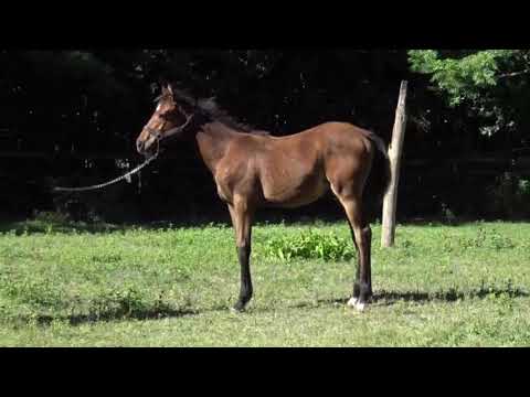 Lote TAQUICARDIA