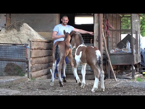 Caii lui Csabi de la Floresti, Cluj - 2022 Nou!!!
