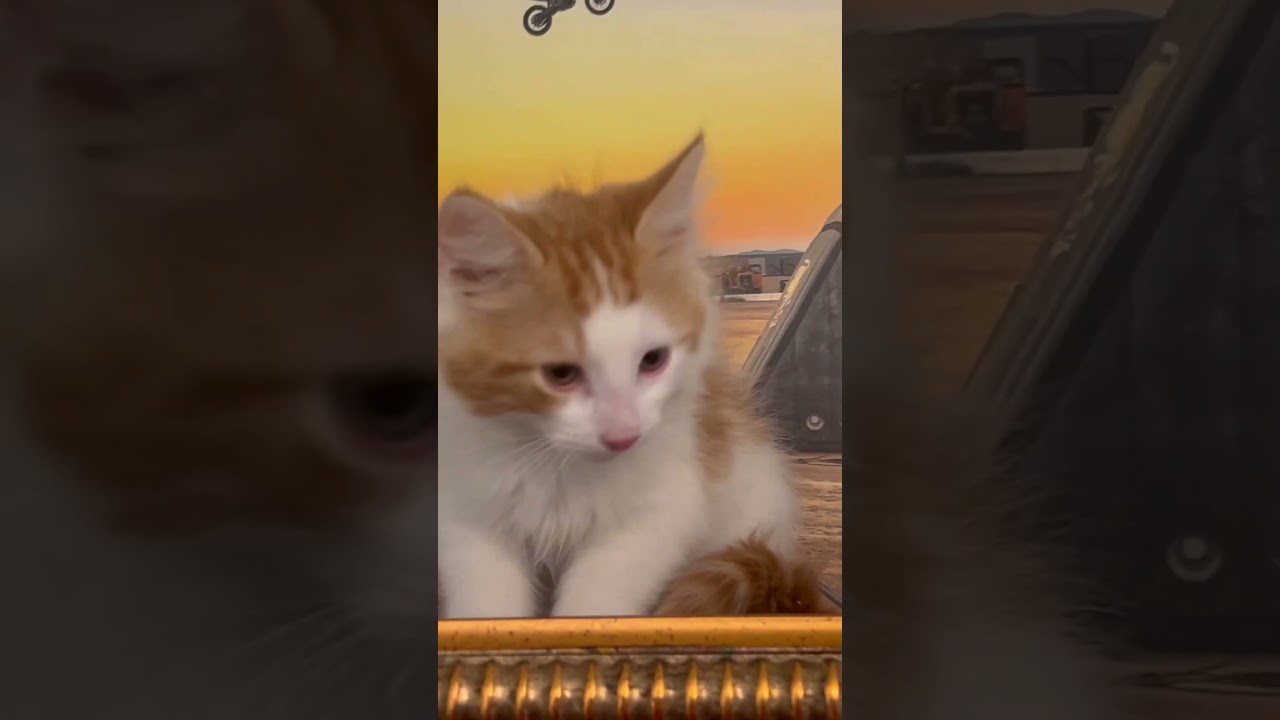 Enlarge Richie, a ADOPTABLE mixed breed in Santa Clarita, CA video 2/4