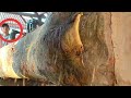 Strongest People Cut In Indonesian Sawmill