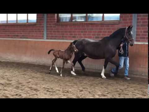 Stutfohlen von Comme il faut