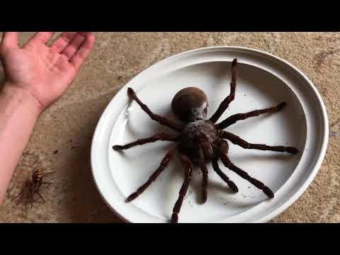 Rainforest animations 17 07 18