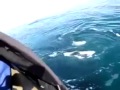 Девушка испытывает оргазм от вида китов 