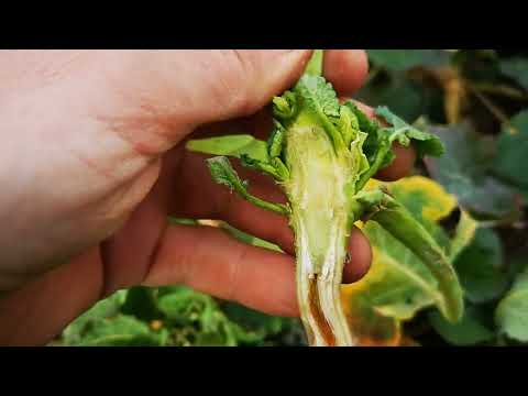 Verzettelter Rüsslerzuflug - was ist jetzt die richtige Strategie zum Spritzstart beim Raps.