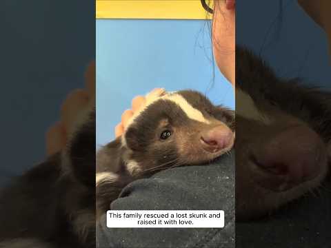 This family rescued a lost skunk and raised it with love #animalshorts #shortvideo