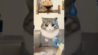 Download lagu Little worrywart #airbrush #cat #art #cute #catart #drawing #artist #memes mp3