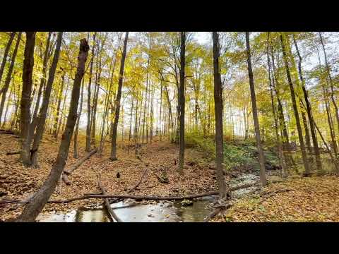 Mystery Fiction Shelf | 174 hz 285 hz Vivaldi Classical Music for Study, Reading, Focus & Memory