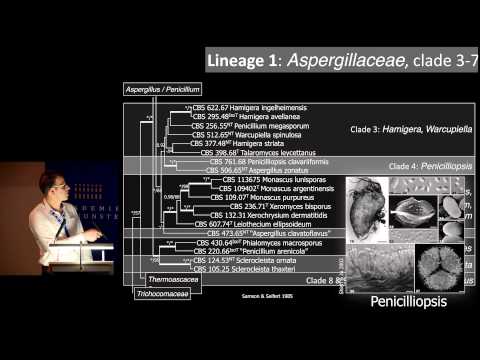 , title : '08 Jos Houbraken & Rob Samson  Key issues in Trichocomaceae'