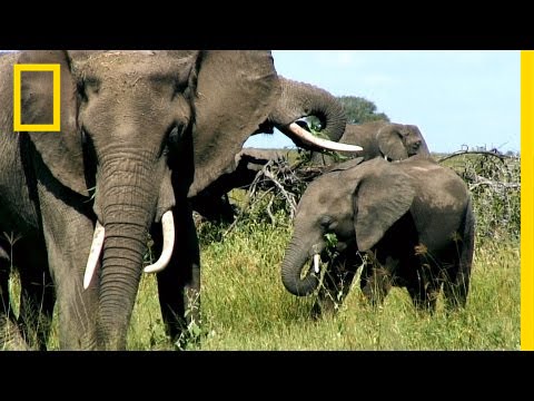 Can Elephants Jump? 5 Facts About the Largest Land Animal | National Geographic