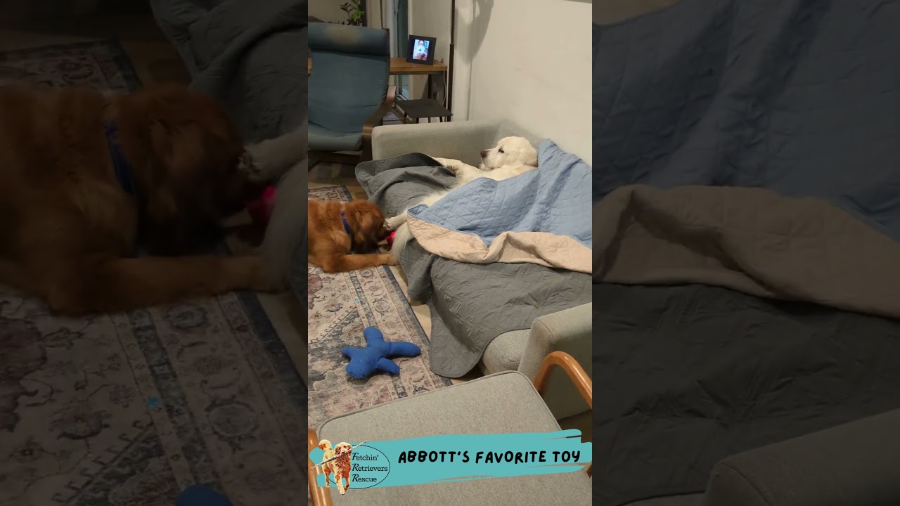 Abbott's Favorite Toy | #AbbottElemntary