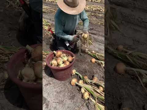 Onion Harvest #work #agriculture #usa #farming #subscribe